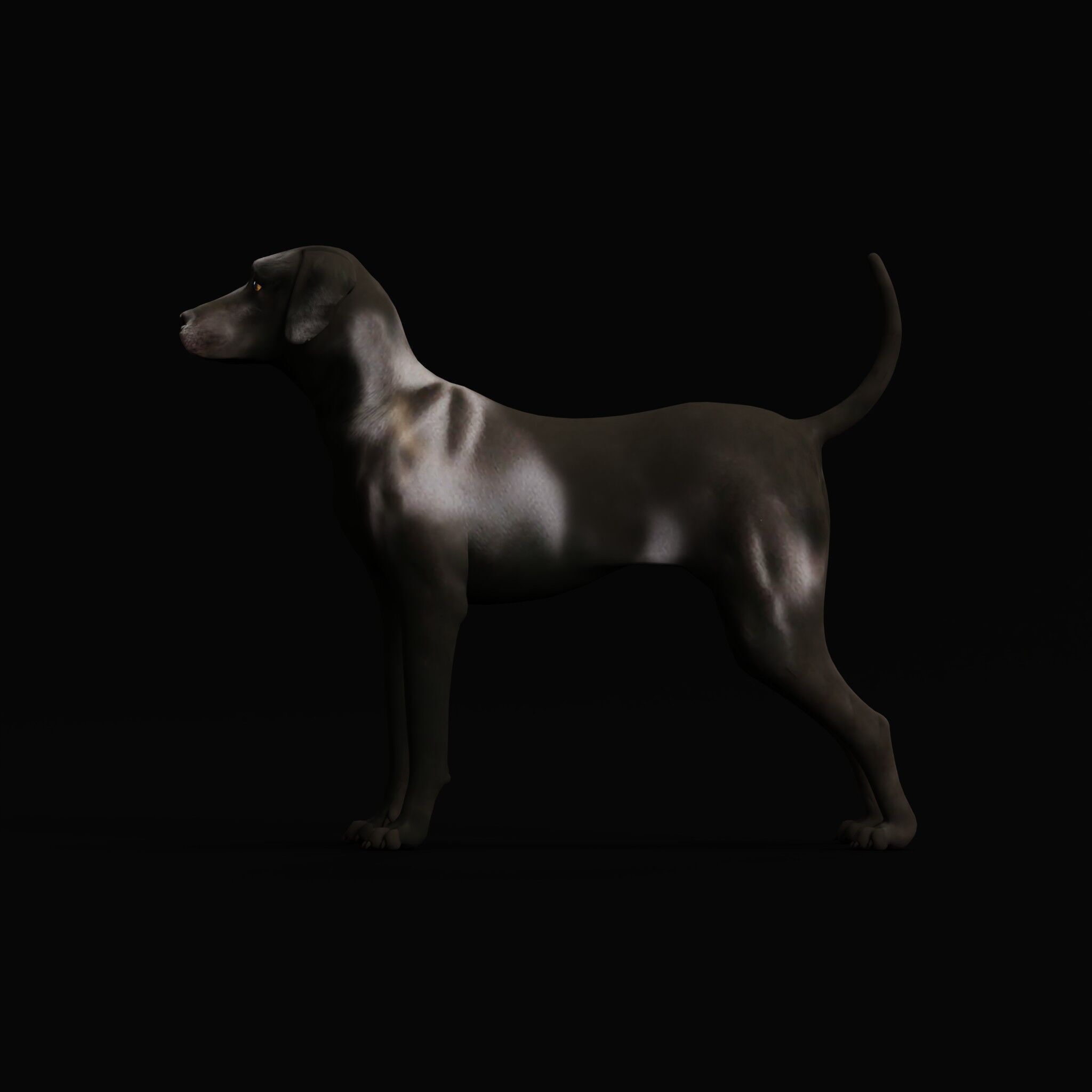 Afador Dog Low-poly 3D model_45