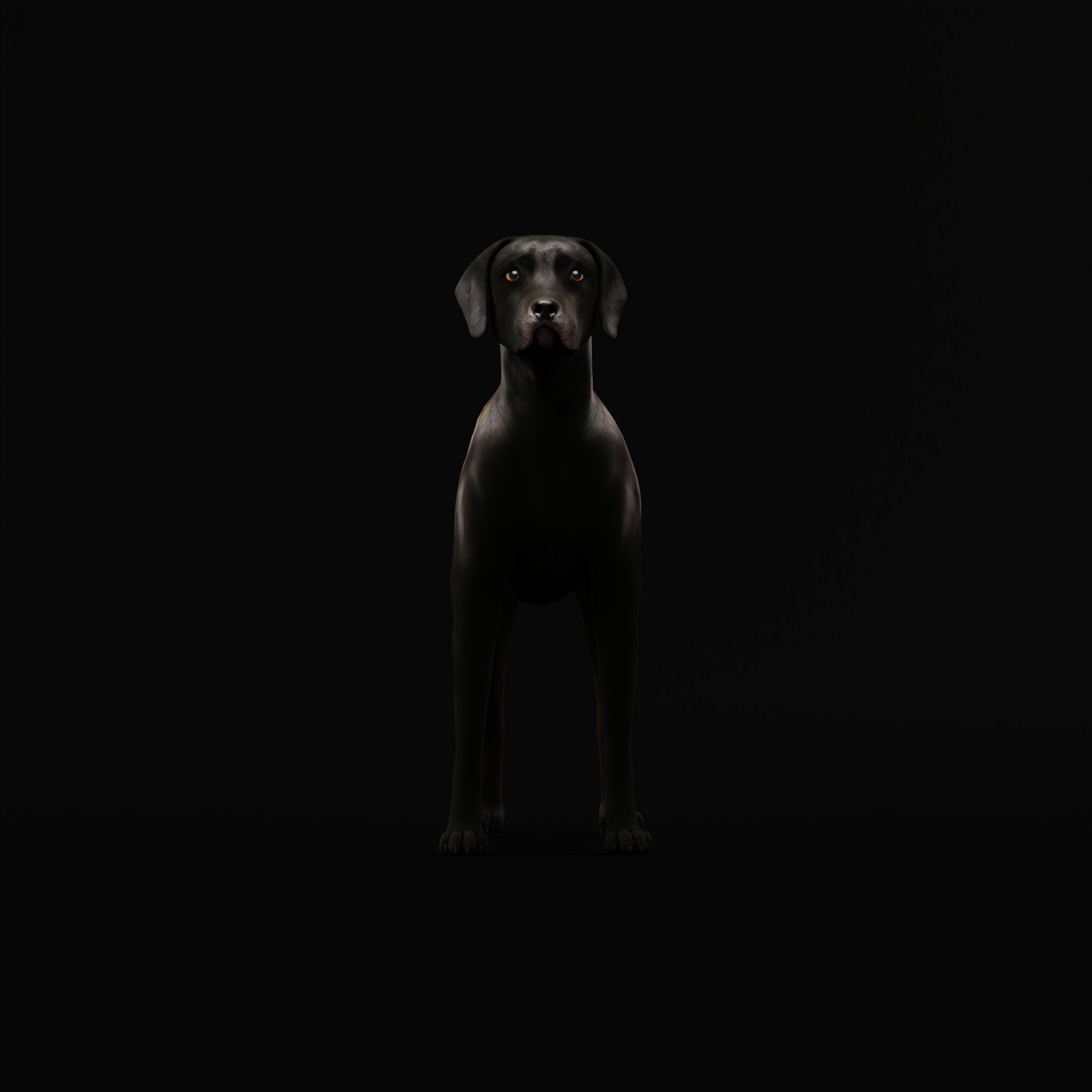 Afador Dog Low-poly 3D model_39