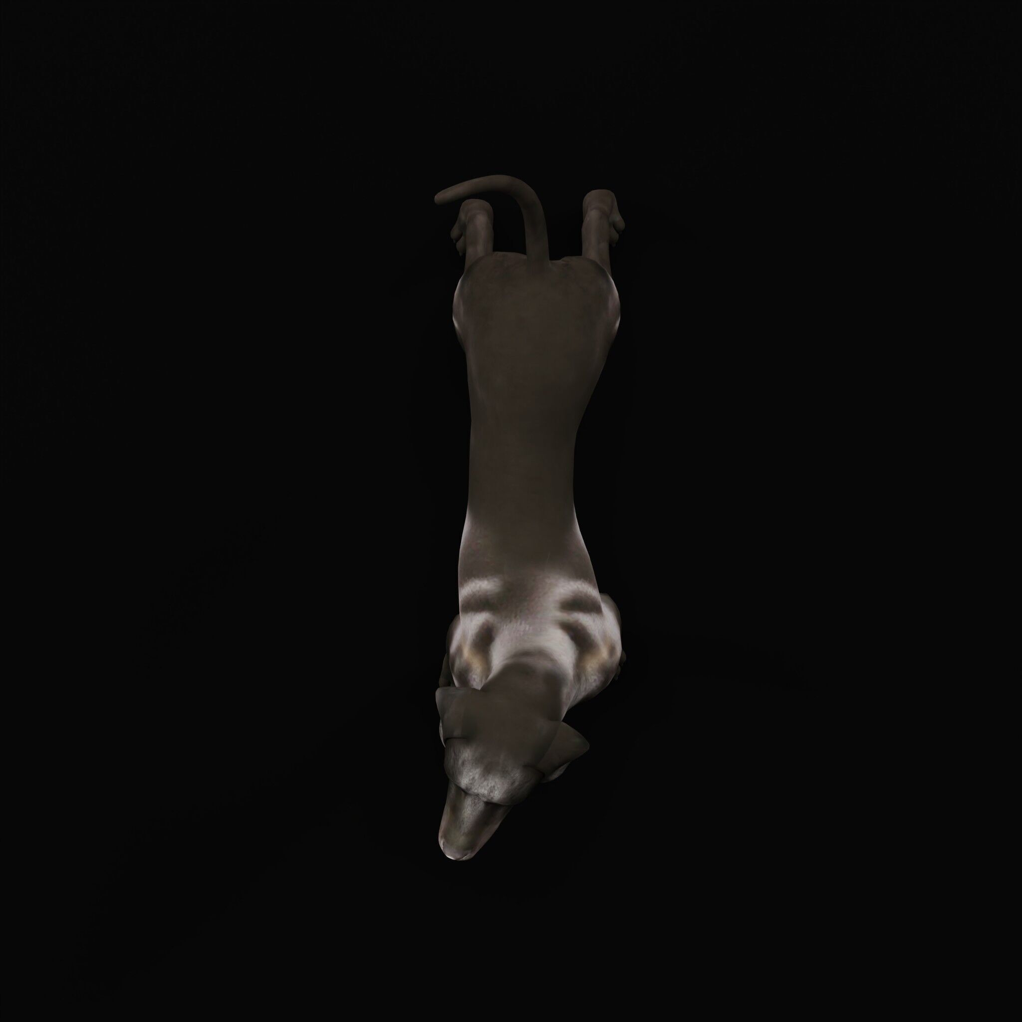 Afador Dog Low-poly 3D model_37