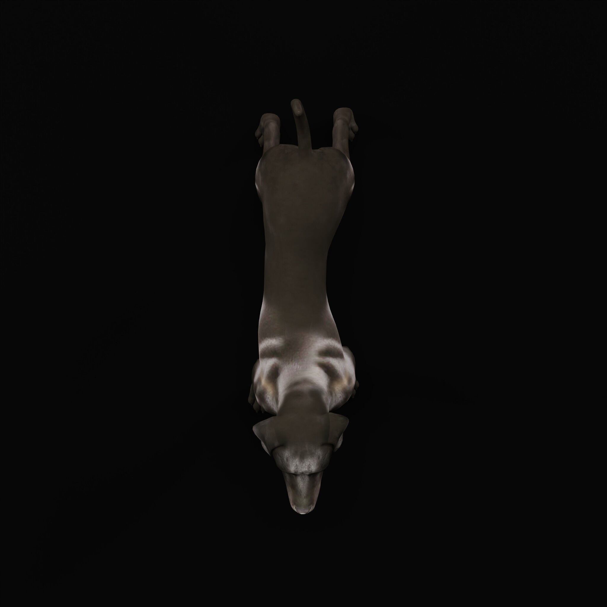 Afador Dog Low-poly 3D model_47