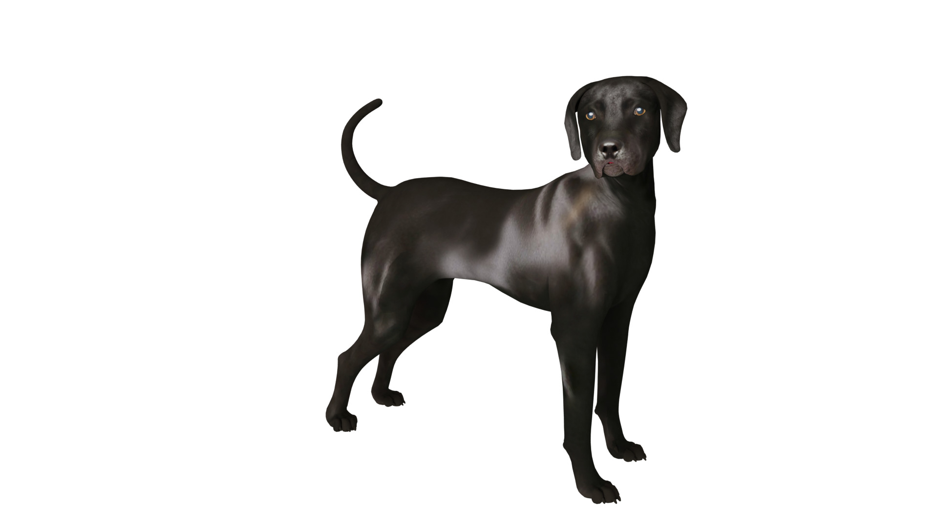 Afador Dog Low-poly 3D model_20