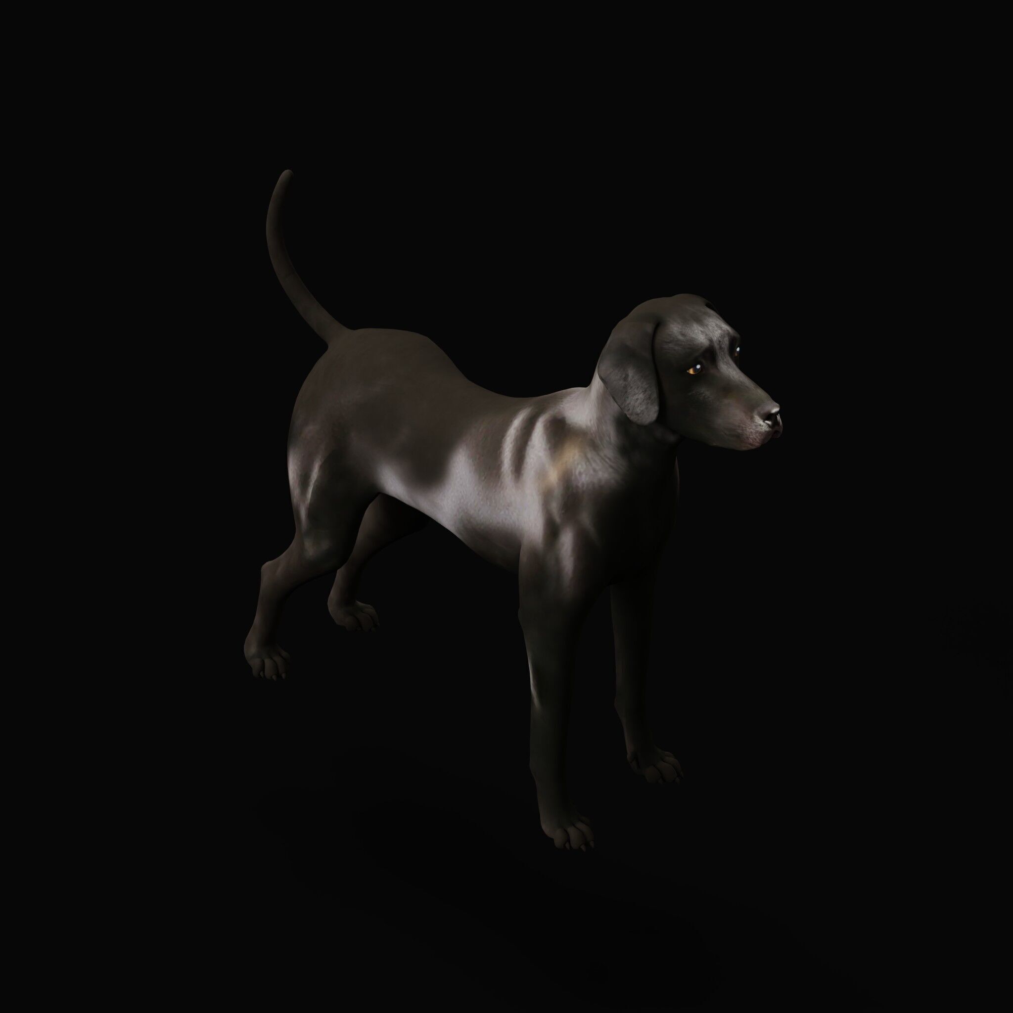 Afador Dog Low-poly 3D model_53