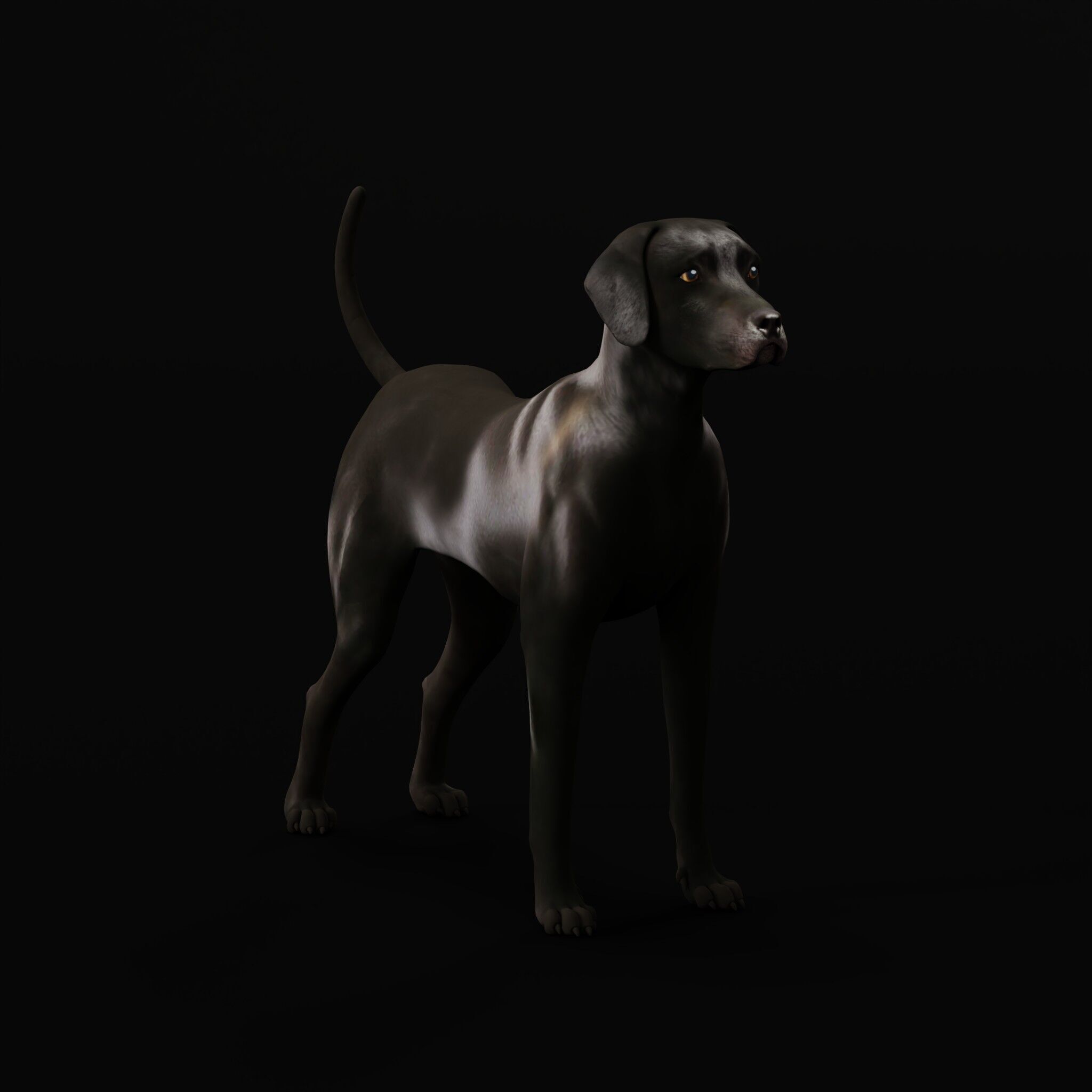 Afador Dog Low-poly 3D model_41