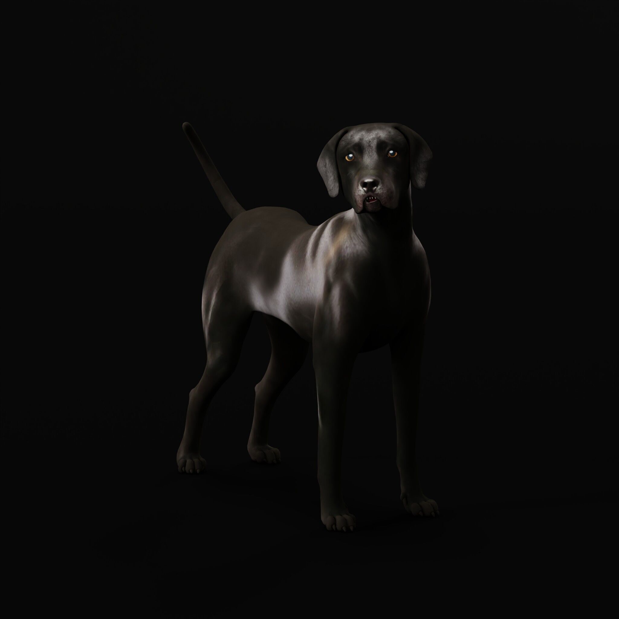 Afador Dog Low-poly 3D model_46