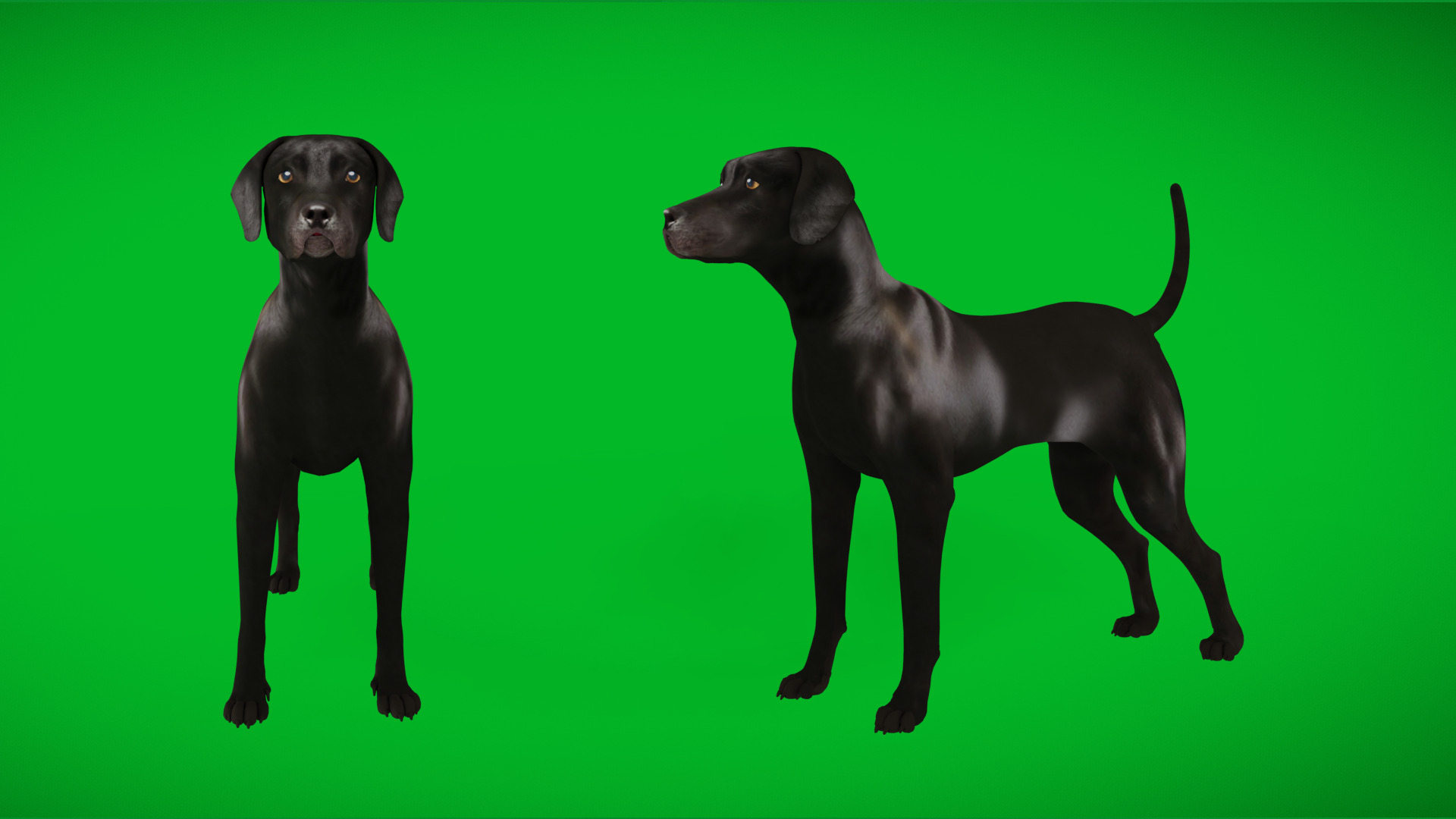 Afador Dog Low-poly 3D model_14