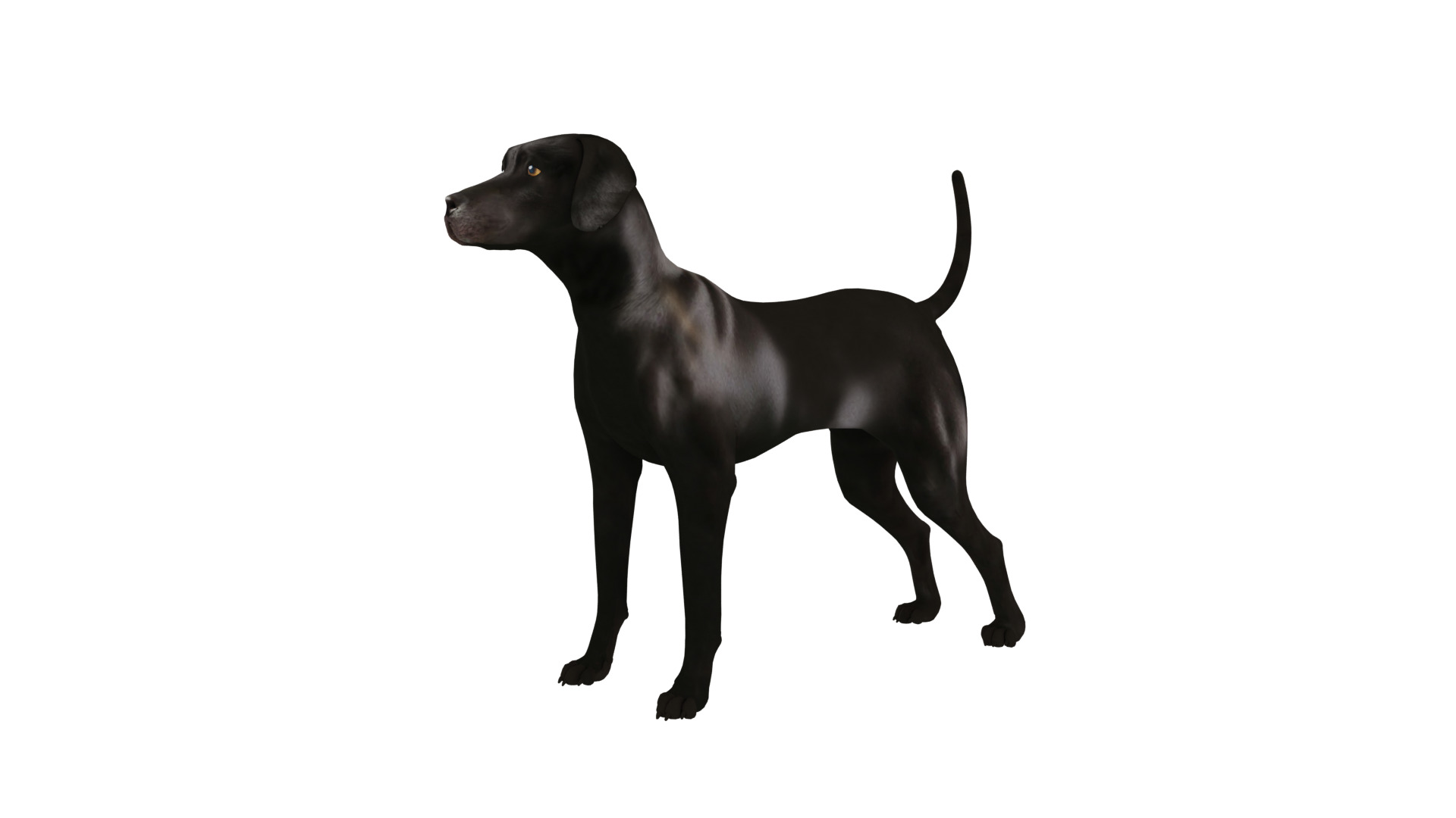 Afador Dog Low-poly 3D model_22