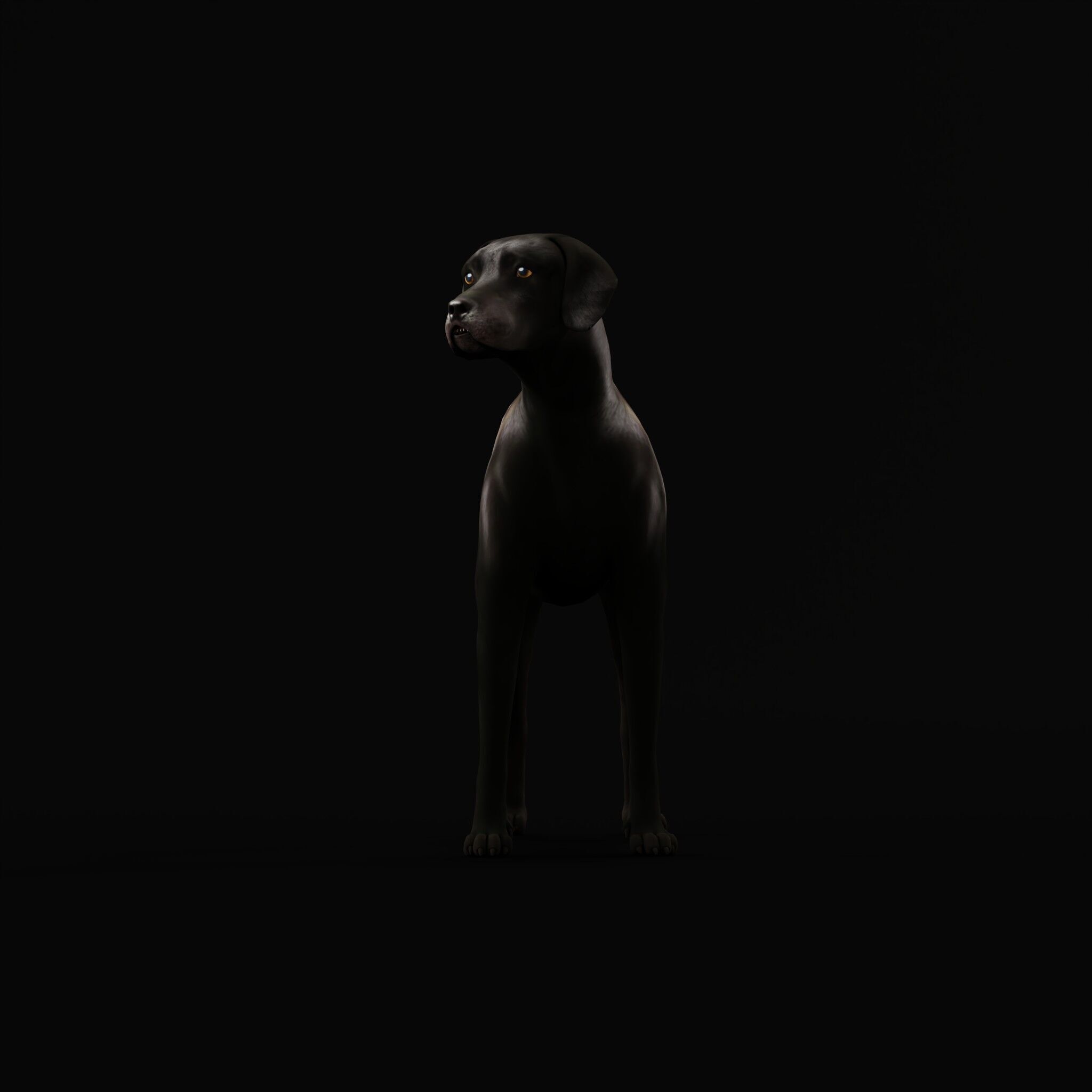 Afador Dog Low-poly 3D model_31