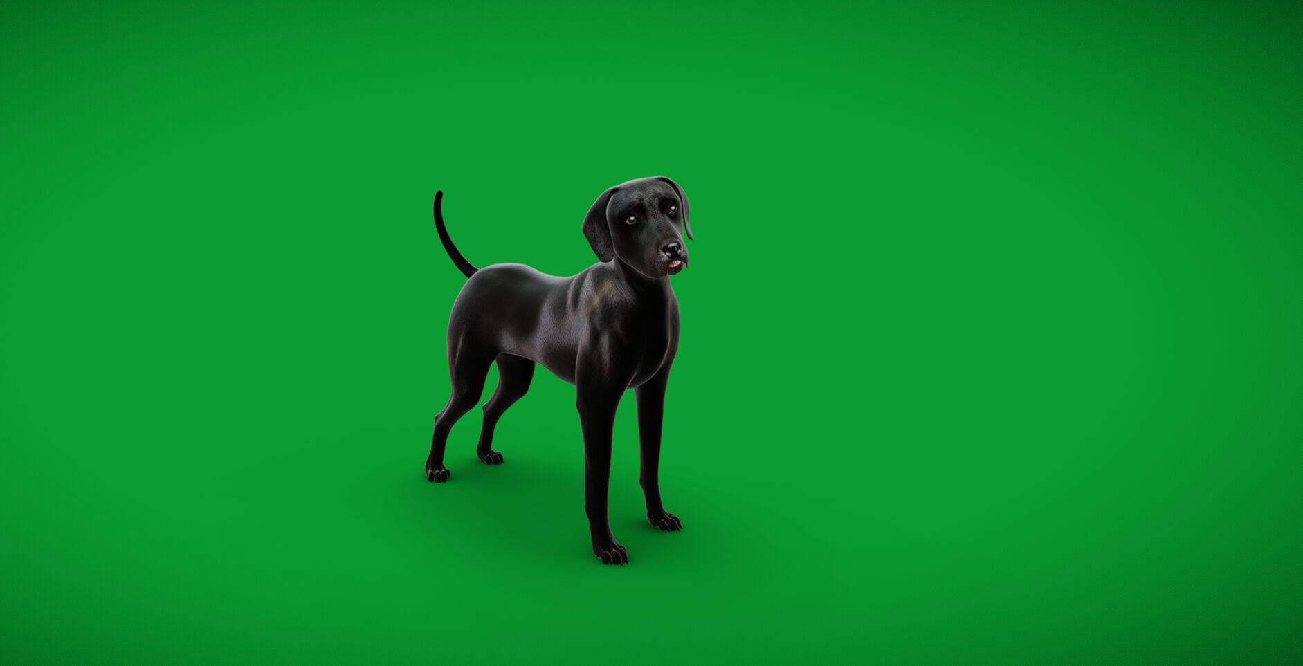 Afador Dog Low-poly 3D model_52