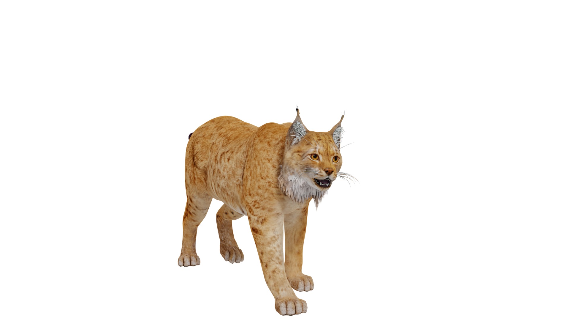 Lynx Wild Cats 3D Model Collection_25