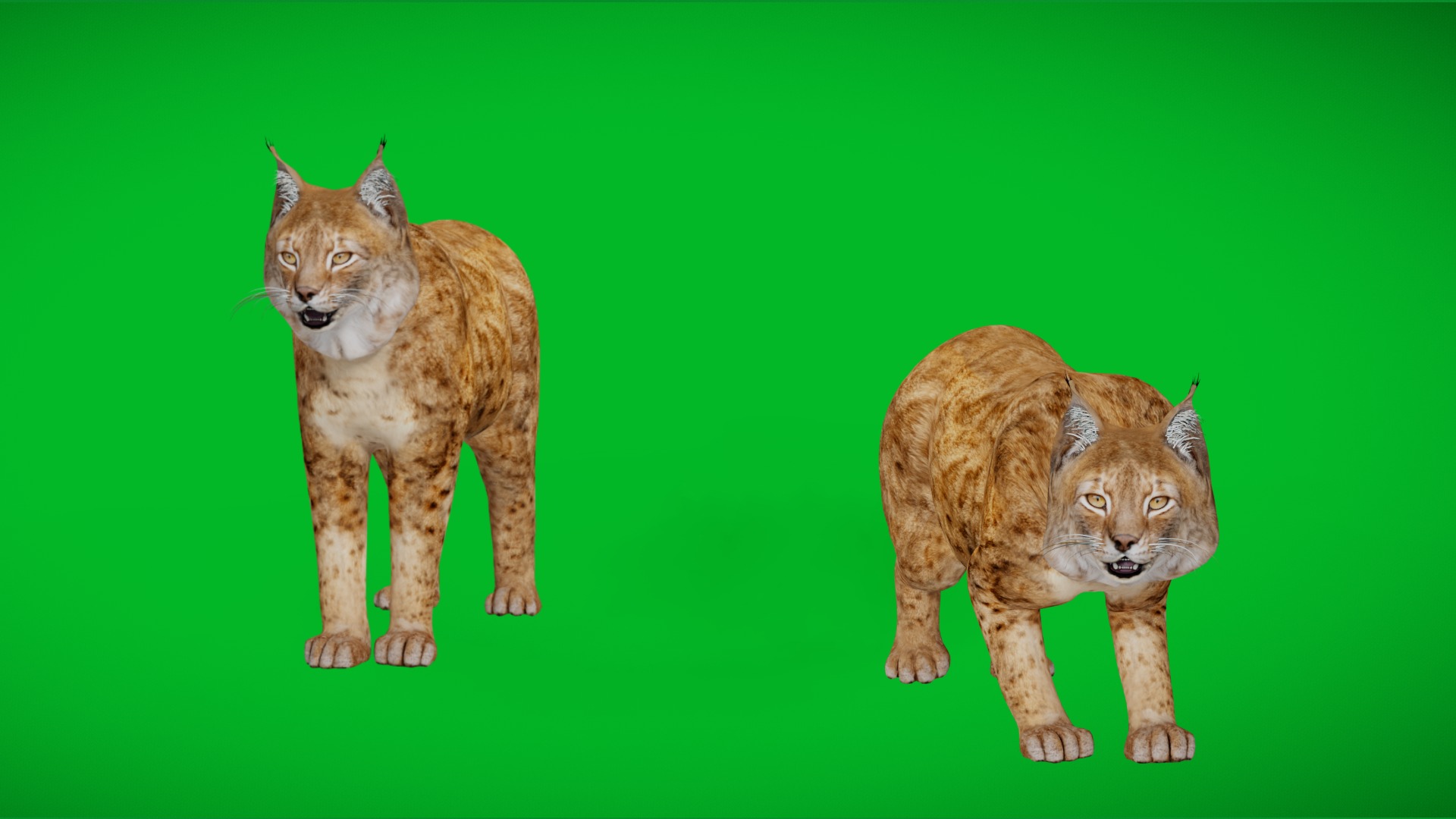 Lynx Wild Cats 3D Model Collection_19