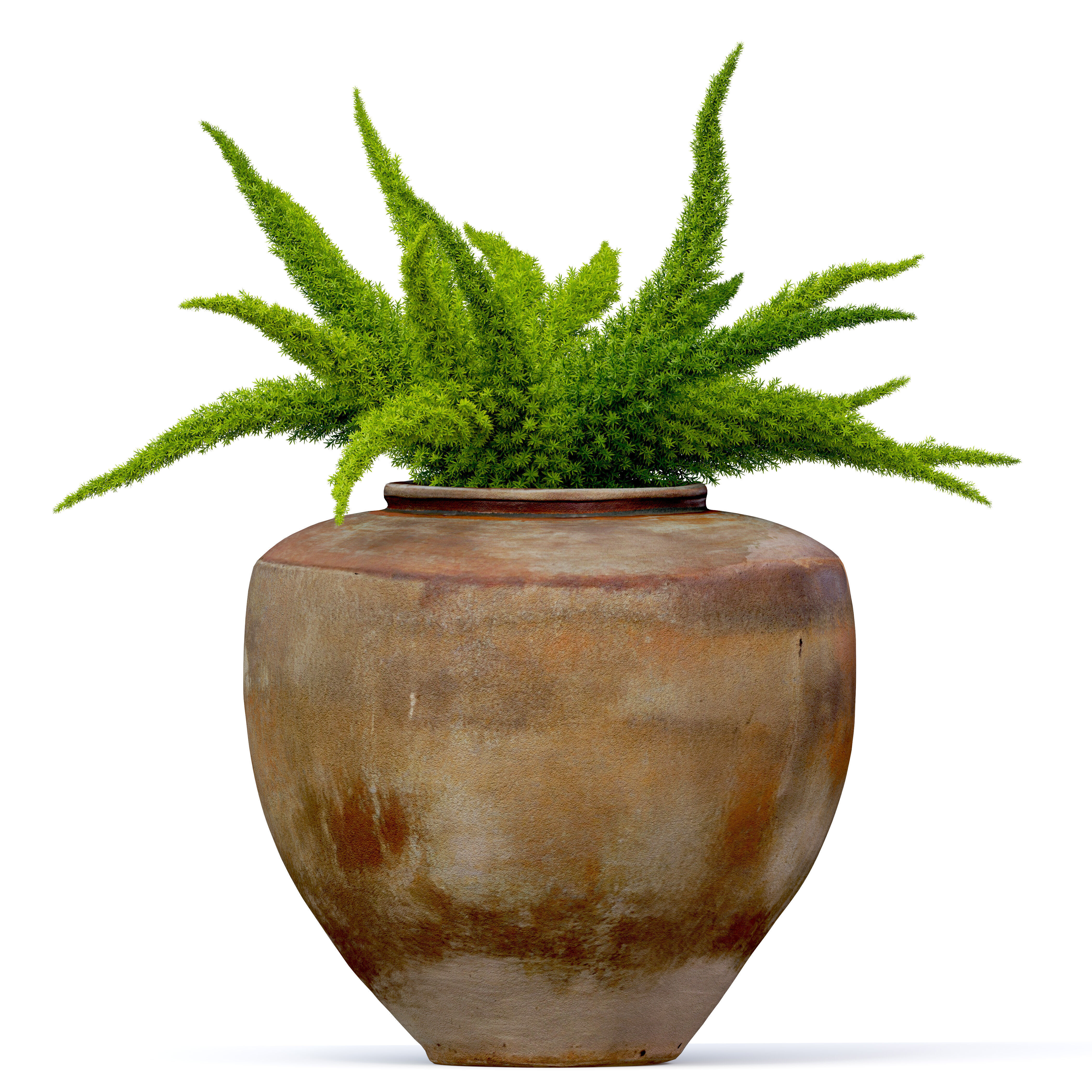 Foxtail fern in planter 3D model_1