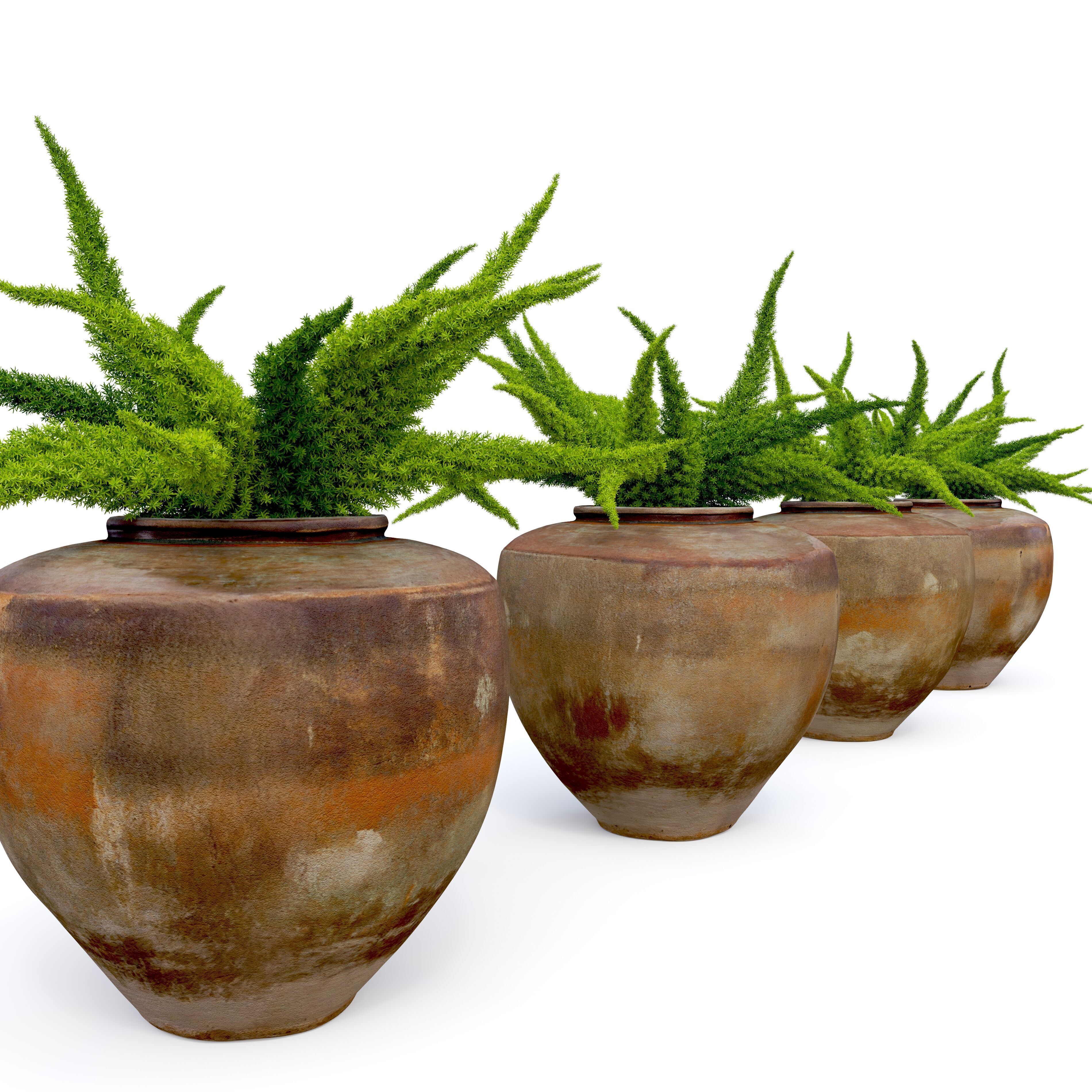 Foxtail fern in planter 3D model_3