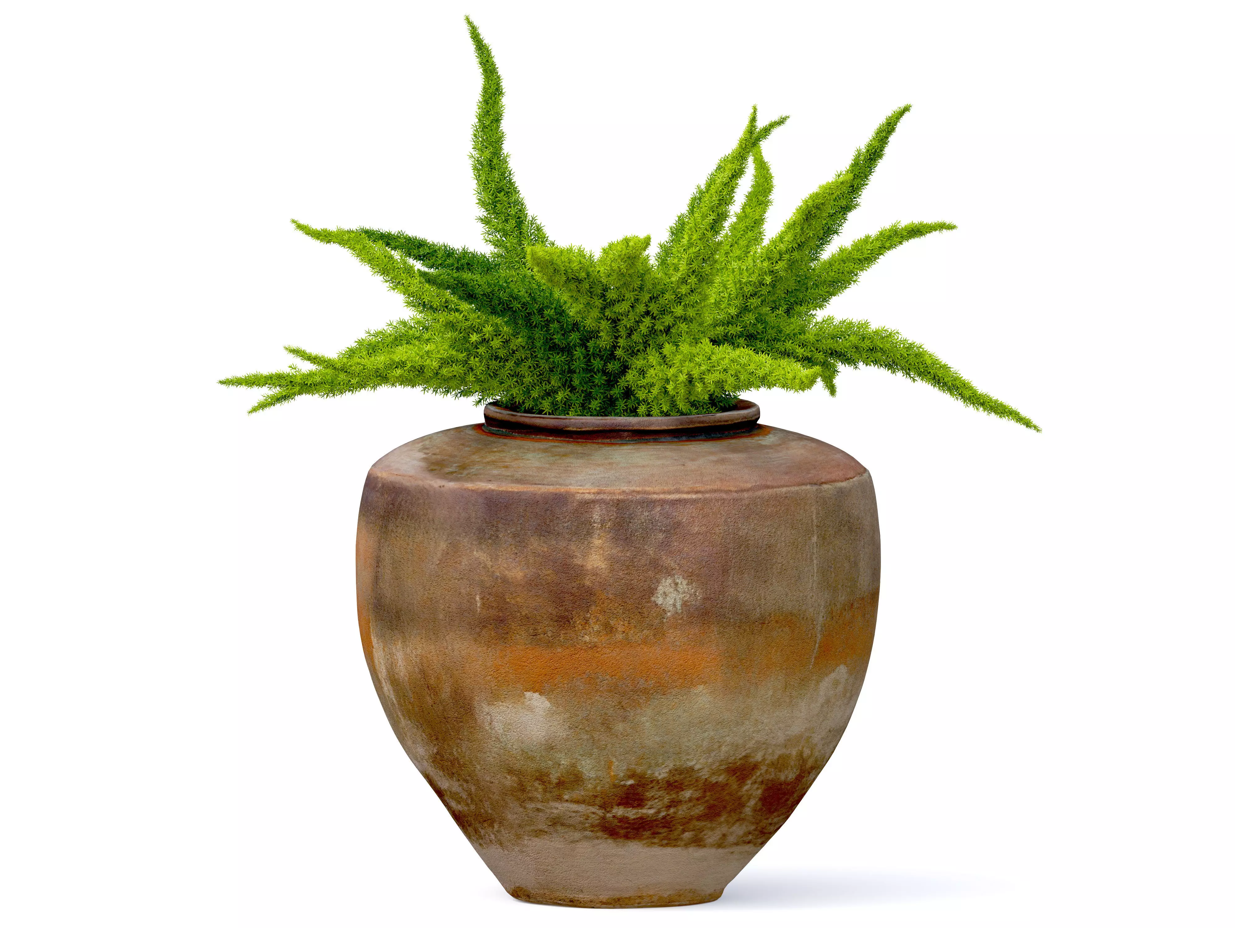 Foxtail fern in planter 3D model_0
