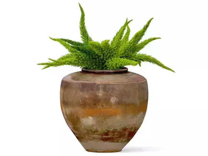 Foxtail fern in planter 3D model