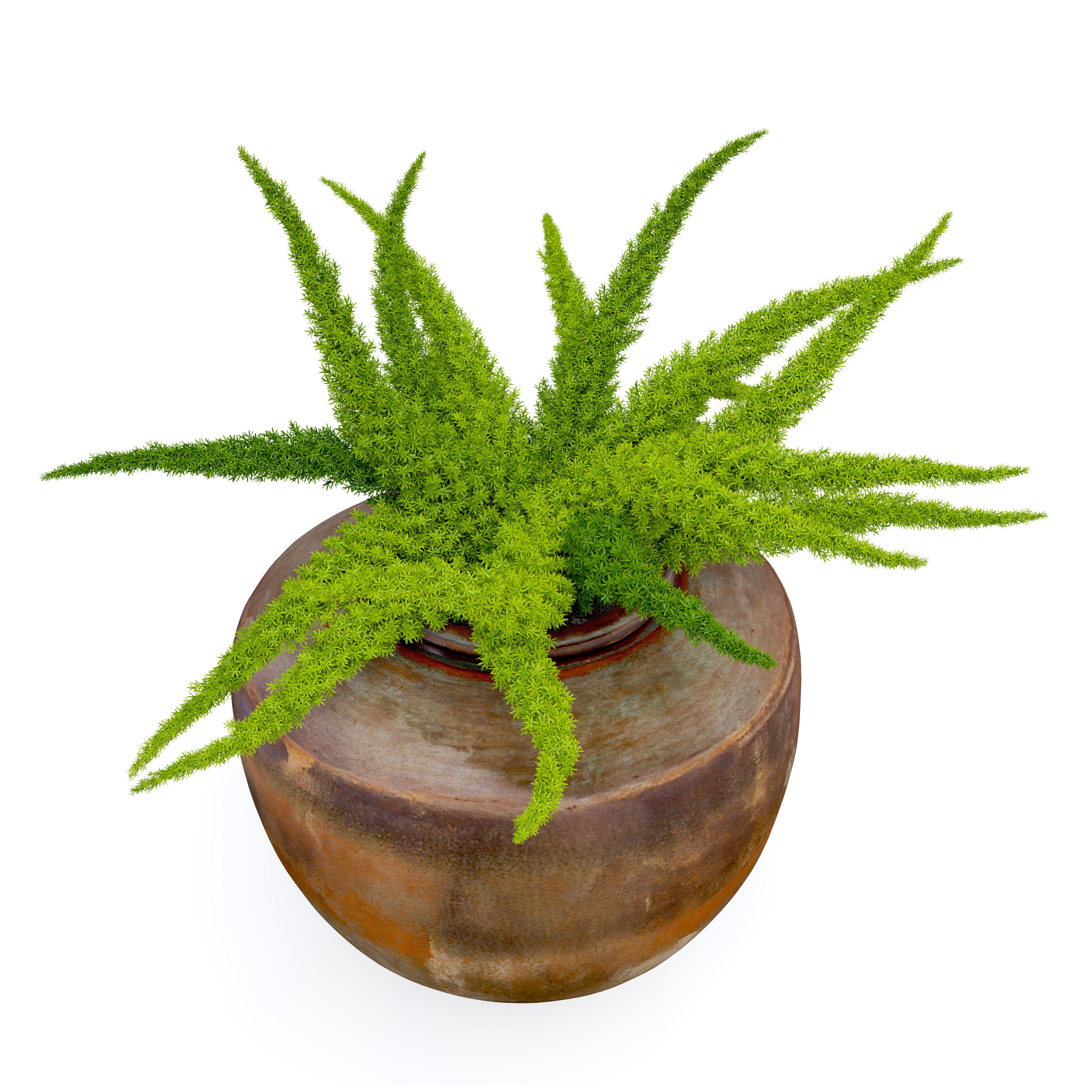 Foxtail fern in planter 3D model_2
