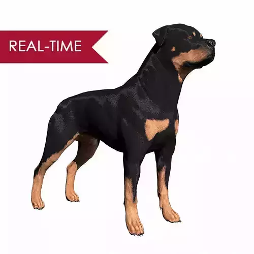 Rottweiler Real-Time Low-poly 3D model