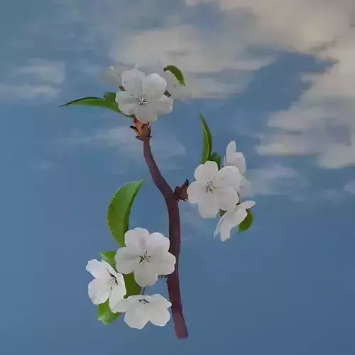 Cherry blossom  flower branch