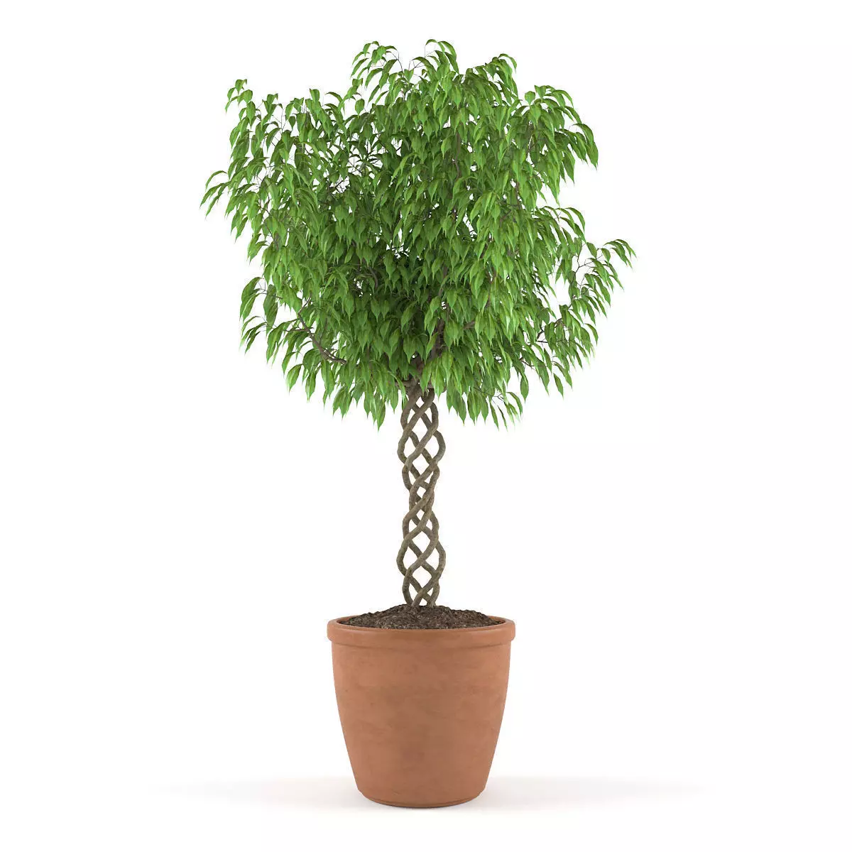 Ficus Benjamina 3D model_0