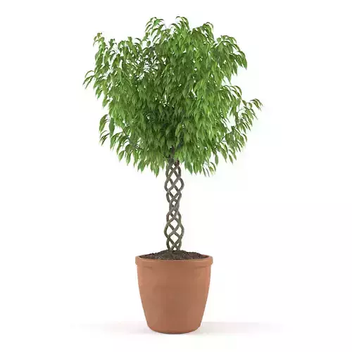 Ficus Benjamina 3D model