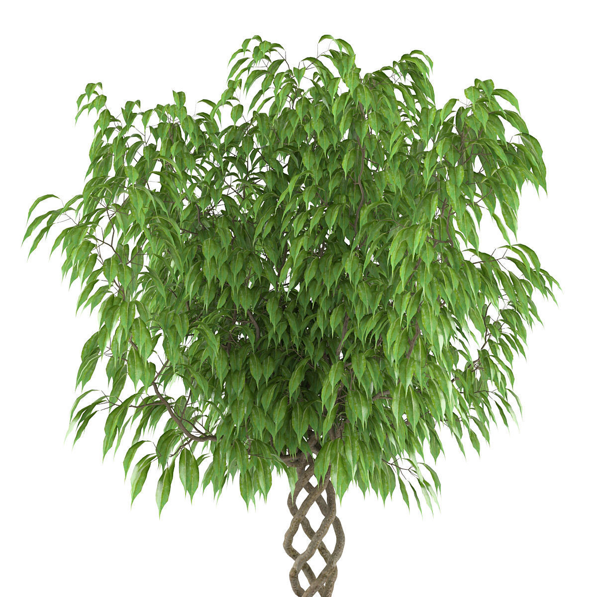 Ficus Benjamina 3D model_2