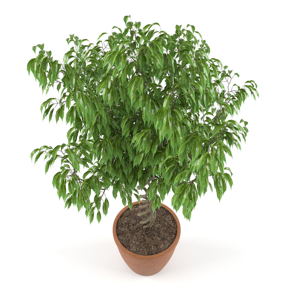 Ficus Benjamina 3D model_3