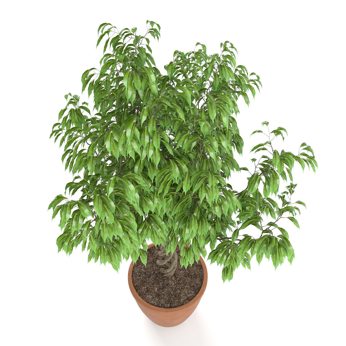 Ficus Benjamina 3D model_1