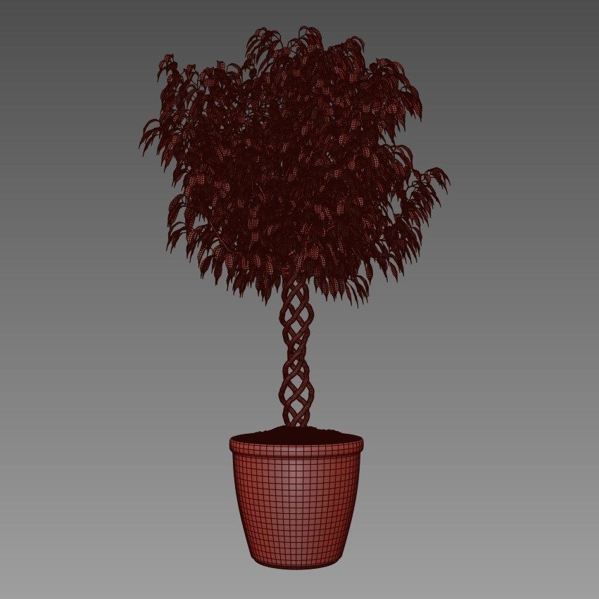 Ficus Benjamina 3D model_4
