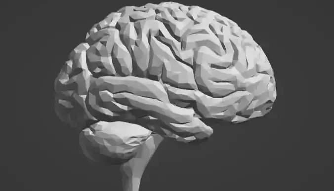  Human Brain 3D Model 
