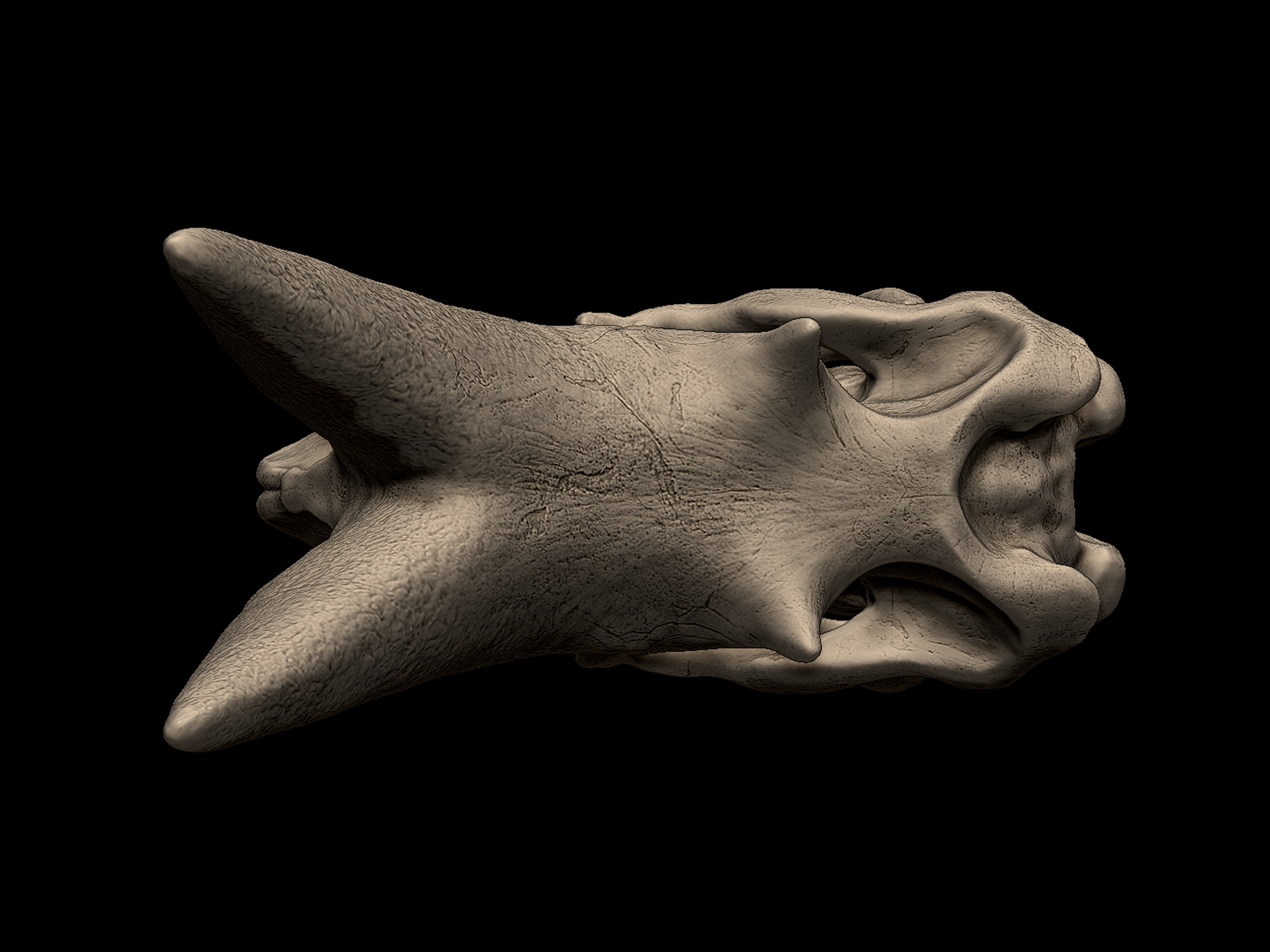 Arsinoitherium Skull 3D print model_4