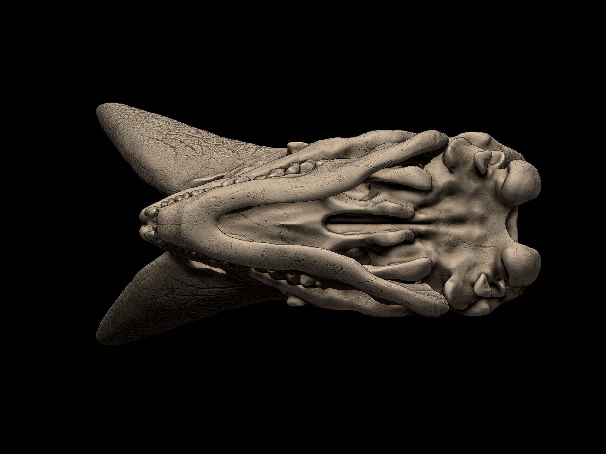 Arsinoitherium Skull 3D print model_5