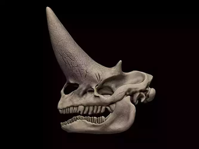 Arsinoitherium Skull