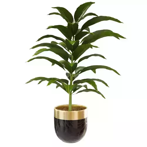 plant 7
