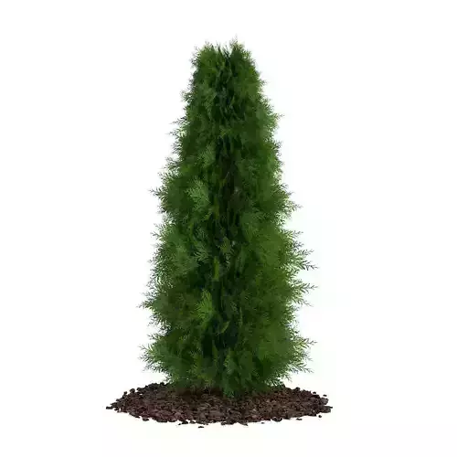 Thuja Thuja koraiensis