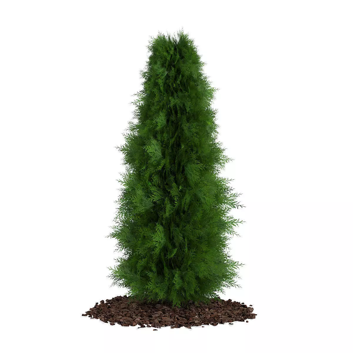 Thuja Thuja koraiensis 3D model