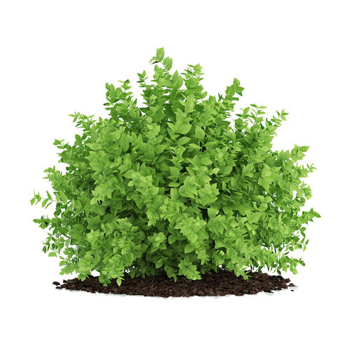 Small Boxwood Plant Buxus sempervirens 3D model
