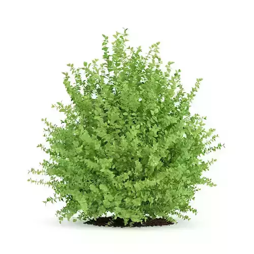 Large Boxwood Plant Buxus sempervirens