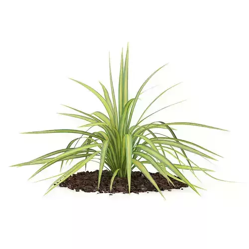 Yellow Yucca Plant Yucca arkansana