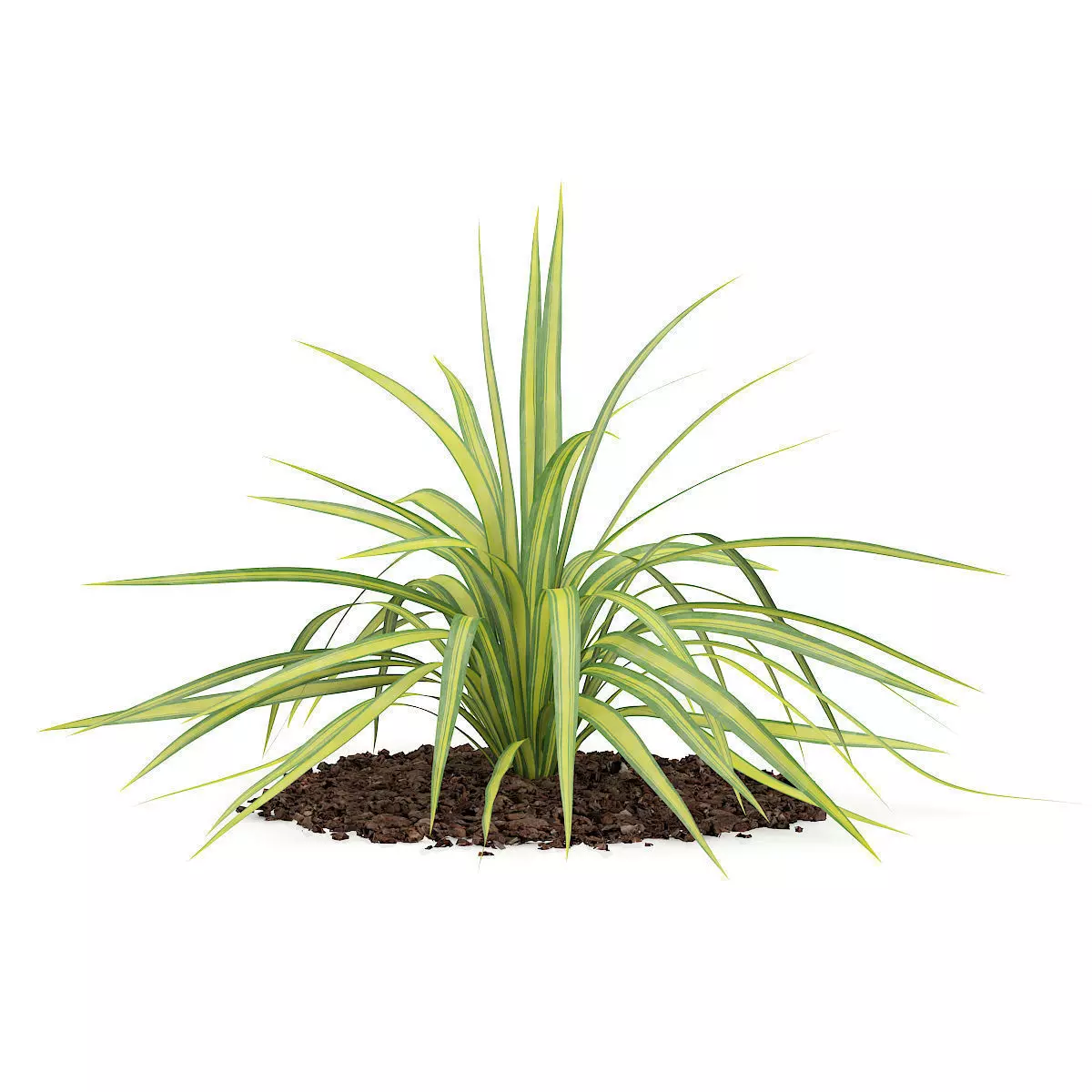 Yellow Yucca Plant Yucca arkansana 3D model_0