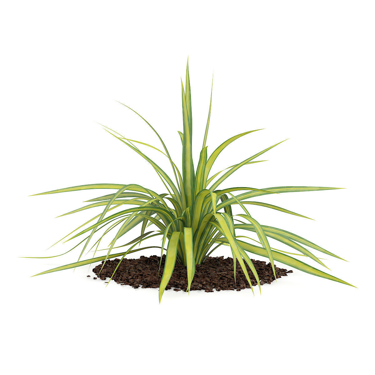 Yellow Yucca Plant Yucca arkansana 3D model_2