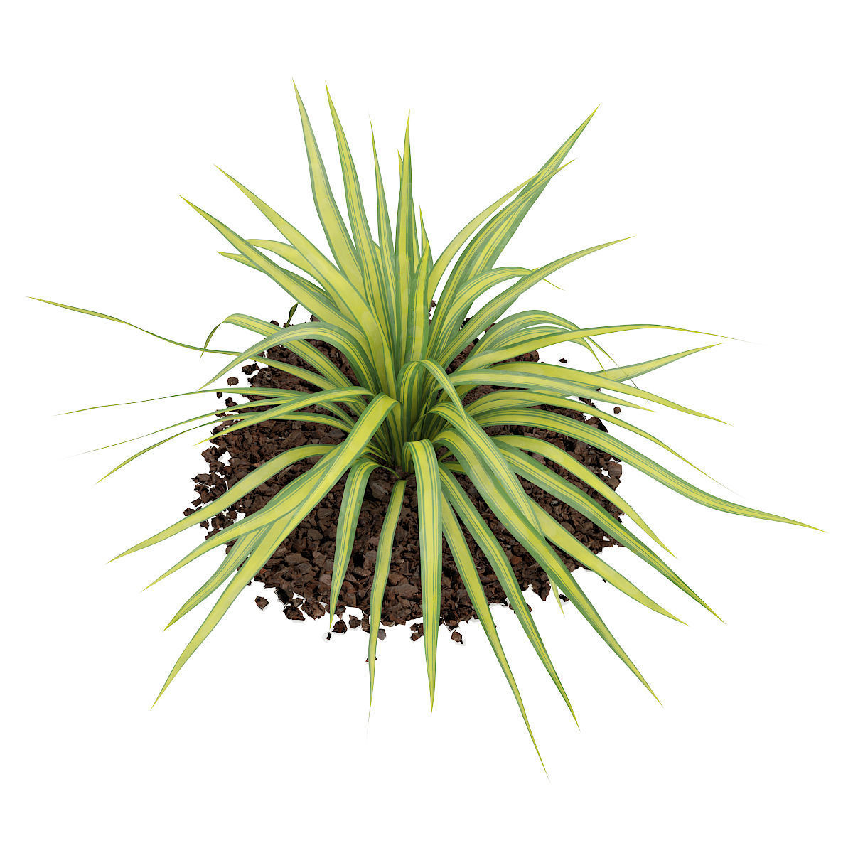 Yellow Yucca Plant Yucca arkansana 3D model_4