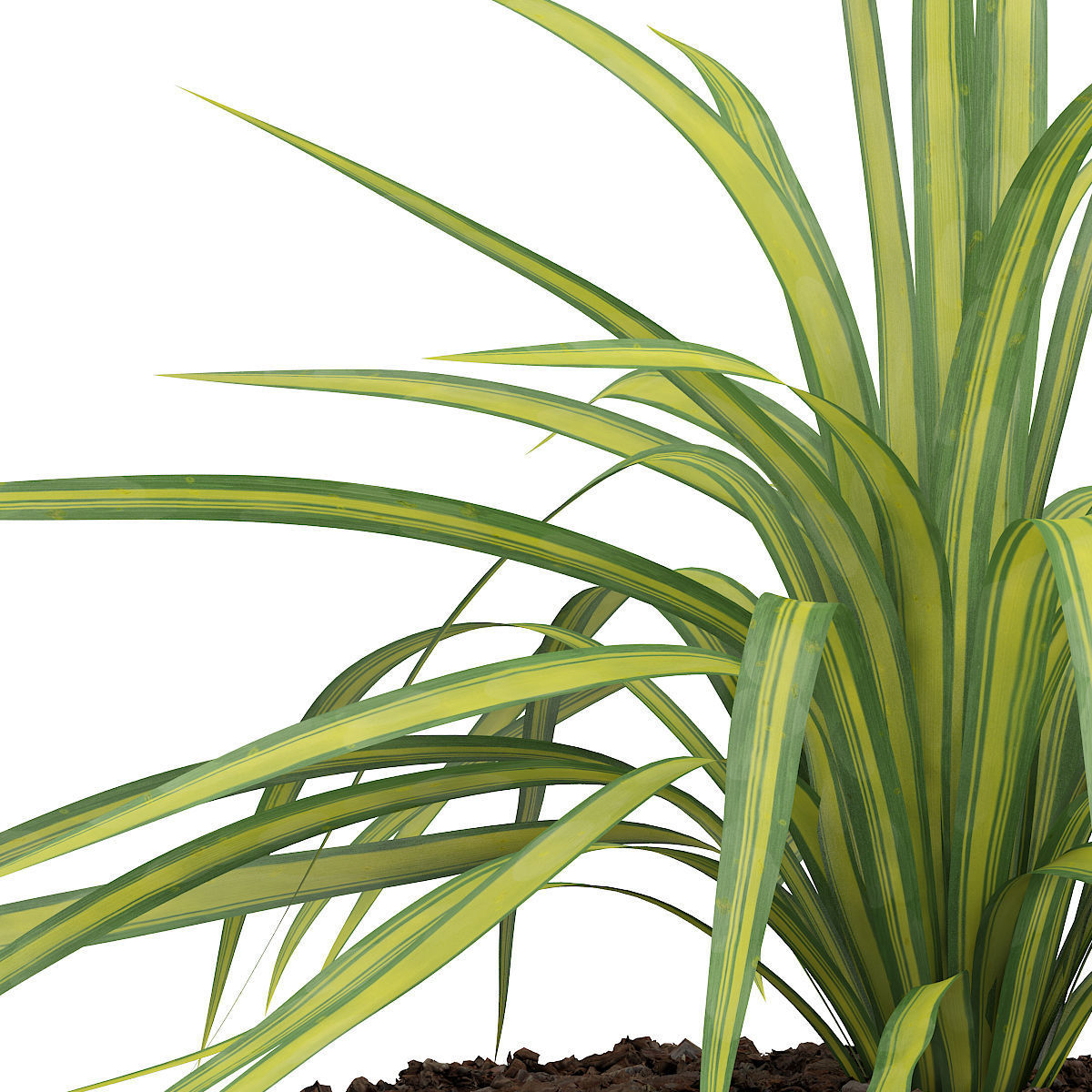 Yellow Yucca Plant Yucca arkansana 3D model_6