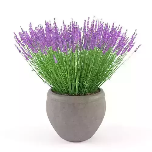 lavender flowers in pot 3D model