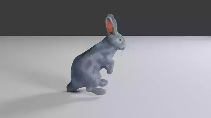 rabbit 3d