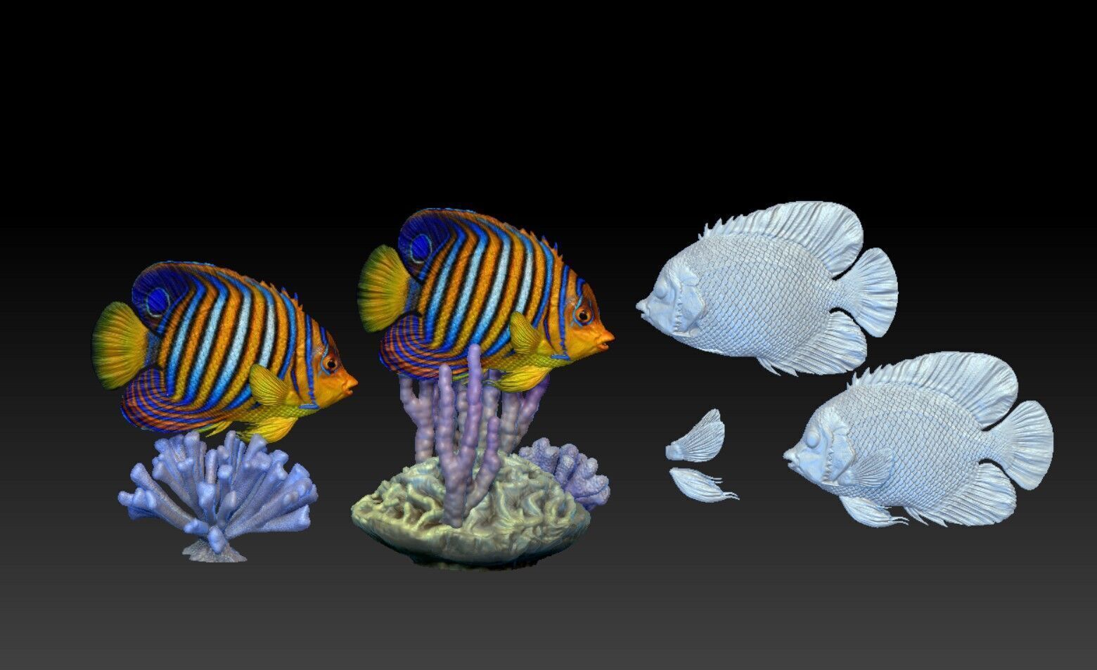Angelfish Regal  Pygoplites diacanthus 3D print model_11