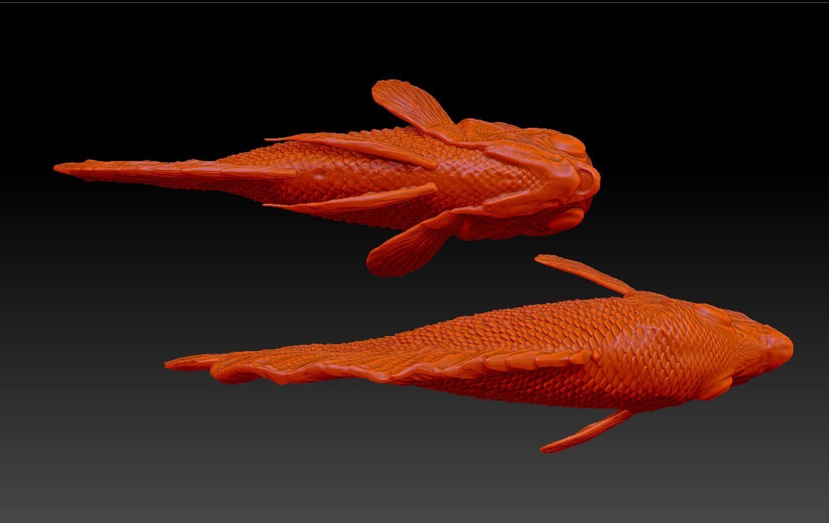 Angelfish Regal  Pygoplites diacanthus 3D print model_9