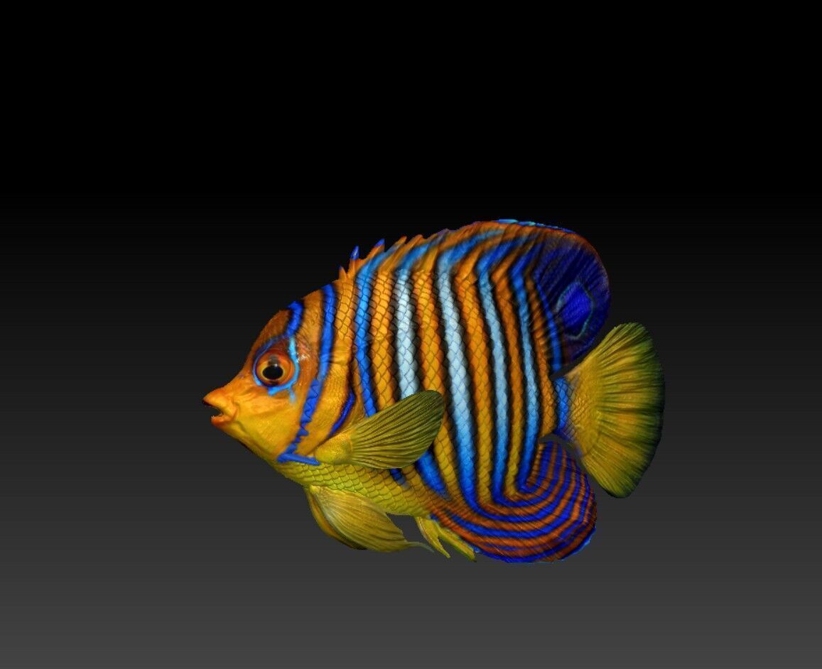 Angelfish Regal  Pygoplites diacanthus 3D print model_2