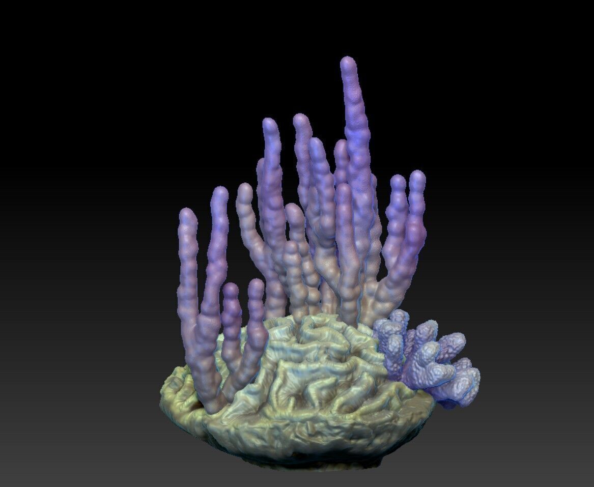 Angelfish Regal  Pygoplites diacanthus 3D print model_4