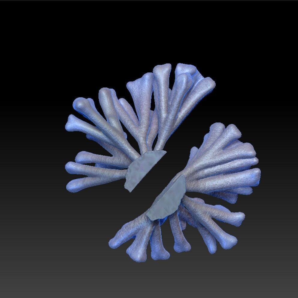 Angelfish Regal  Pygoplites diacanthus 3D print model_7