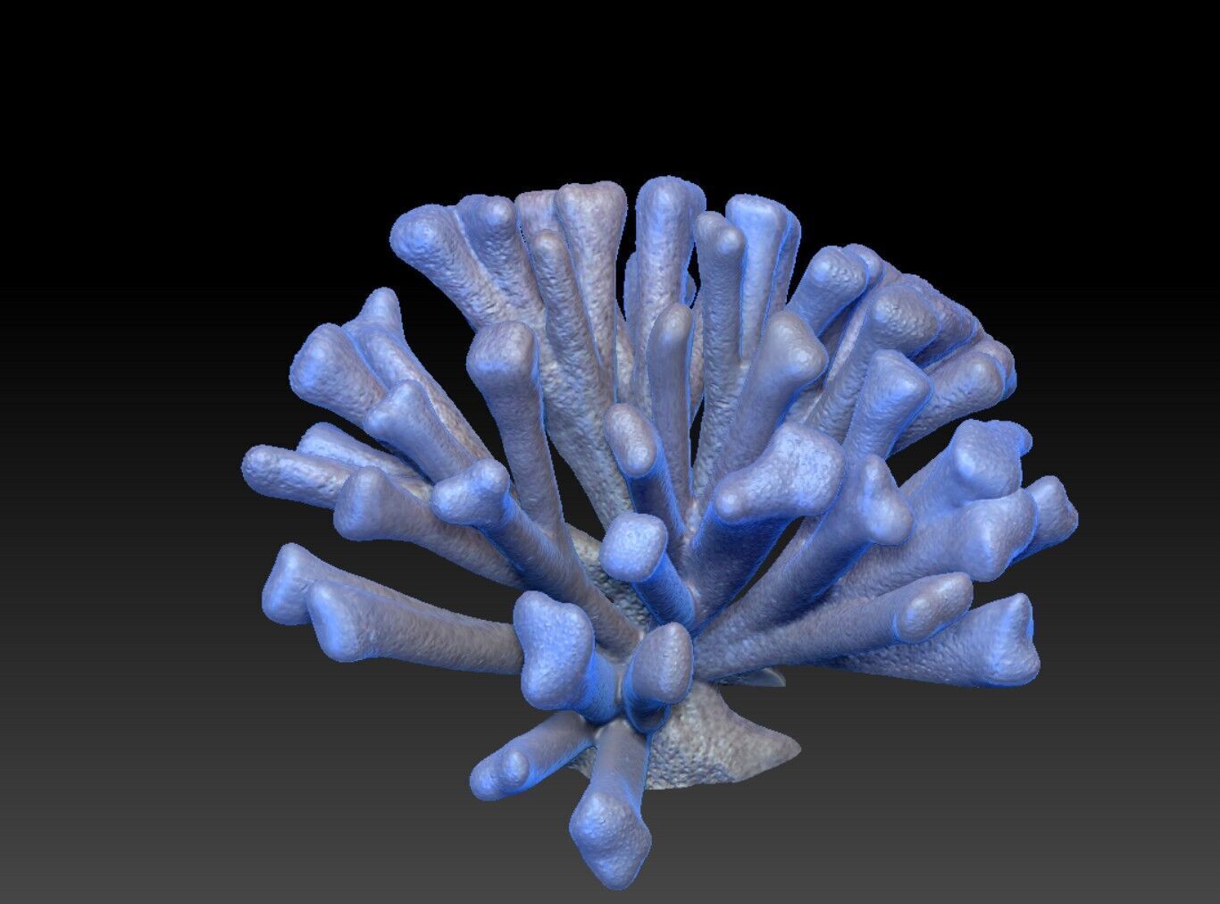 Angelfish Regal  Pygoplites diacanthus 3D print model_6