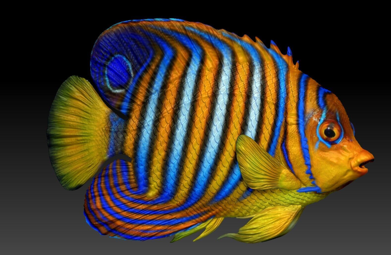 Angelfish Regal  Pygoplites diacanthus 3D print model_1